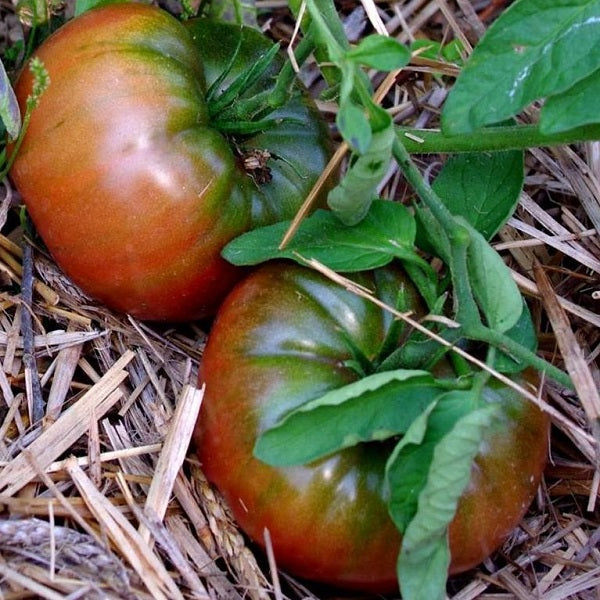 Black from Tula tomato organic seeds Sow Diverse