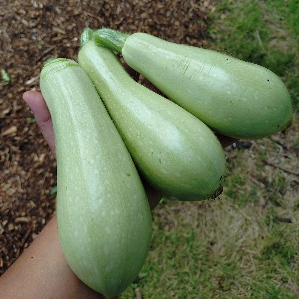 Blanche de virginie squash zucchini seeds organic heirloom @ sowdiverse.ie