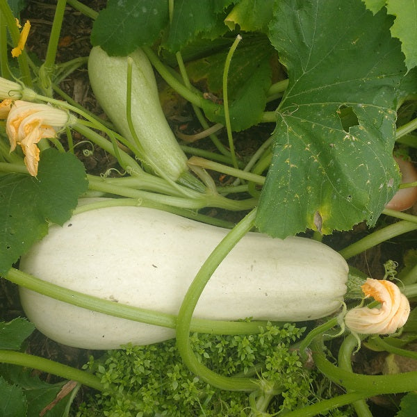 Blanche de virginie courgette seeds organic heirloom @ sowdiverse.ie