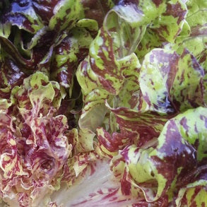 camo oakheart mix lettuce seeds from wild garden seeds OSSI @ sowdiverse.ie