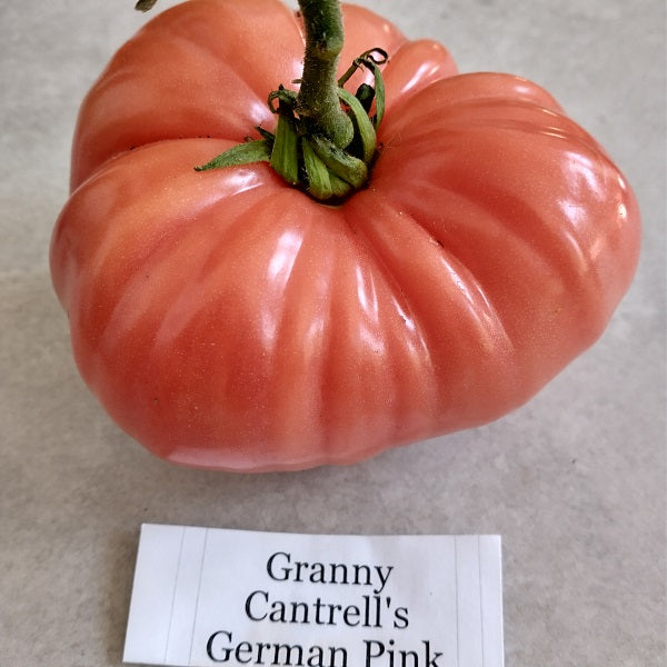 Granny Cantrell's German tomato seeds heirloom Irish grown @ sowdiverse.ie