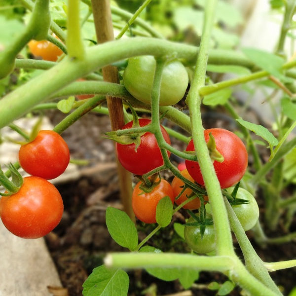 Hundreds and Thousands Tomato seeds @ Sowdverse.ie
