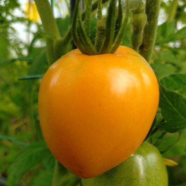 Illini Goldpaste tomato seeds @sowdiverse.ie