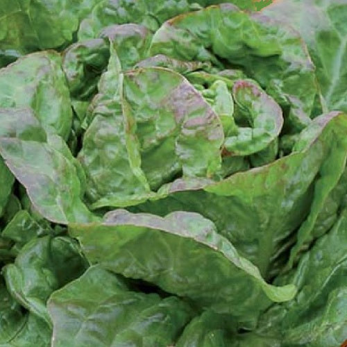 Lettuce Baquieu Erstling organic heirloom seeds @ sowdiverse.ie