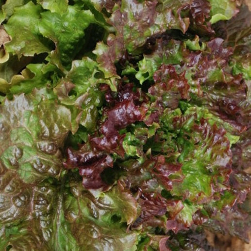 Lettuce Gloire Du Dauphine organic seeds heirloom @ sowdiverse.ie