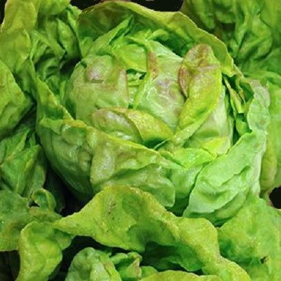 May Queen lettuce organic seeds Reine de mai @ sowdiverse.ie