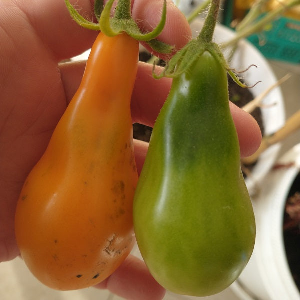 Mila tomato seeds heirloom @ sowdiverse.ie