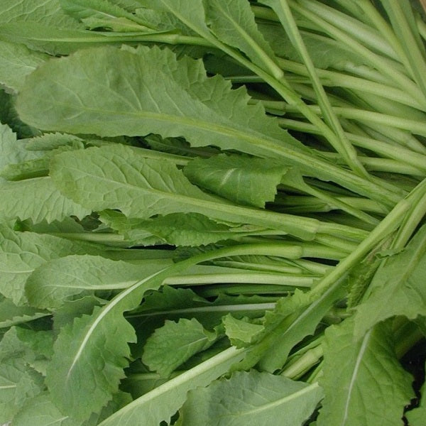 Nozawana turnip seeds japanese heirloom @ sowdiverse.ie