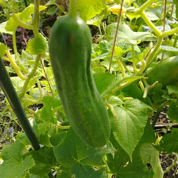 Palestinian Cucumber Baladi, khiyar Baladi seeds heirloom @sowdiverse.ie