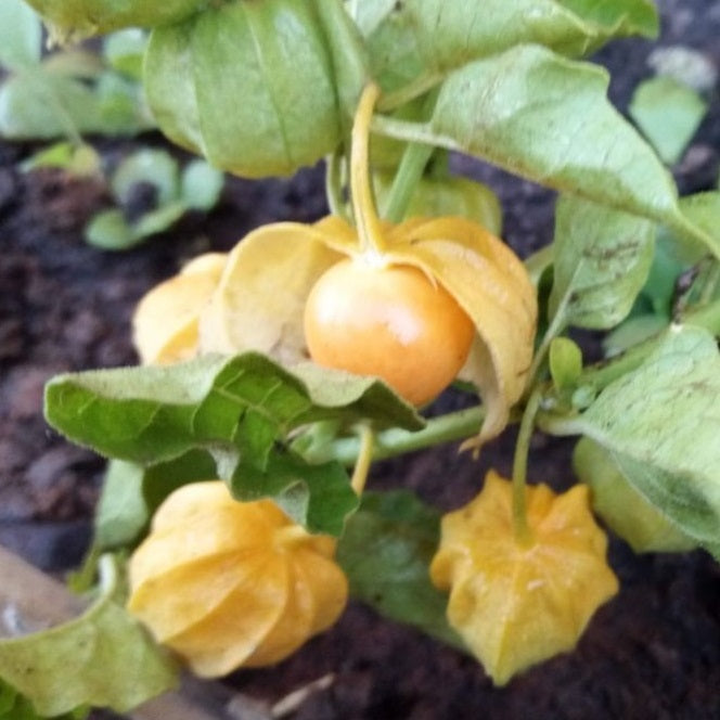 Physalis pubescent organic Sow Diverse