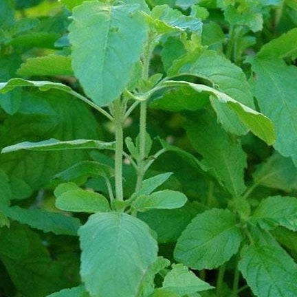 Rama Tulsi seeds organic @ sowdiverse.ie