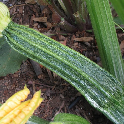 Romanesco courgette organic heirloom seeds Costata romanesca courgette @ sowdiverse.ie