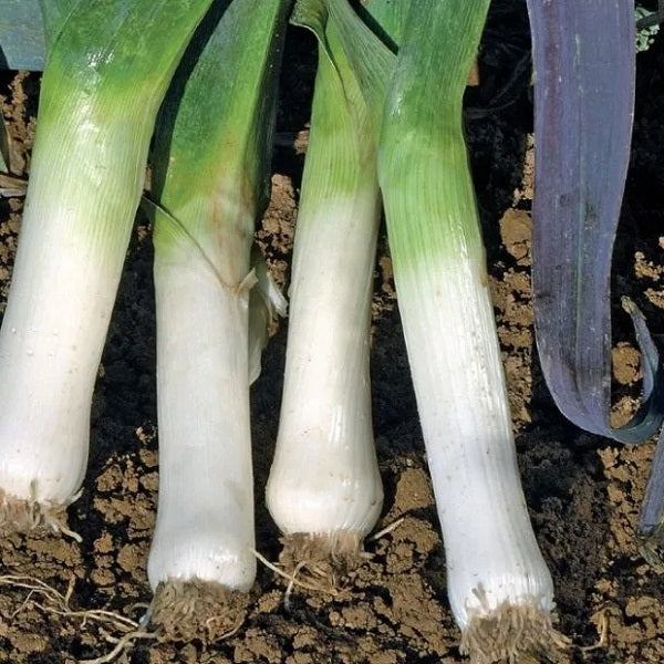 Saint Victor winter leek seeds organic @ sowdiverse.ie