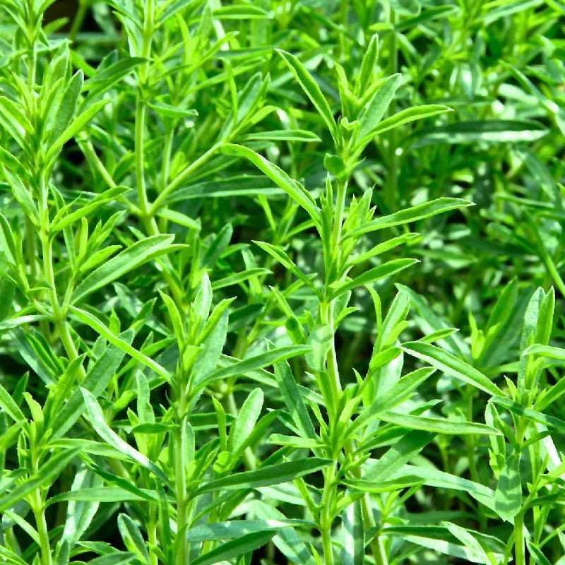 Summer savory Sow Diverse