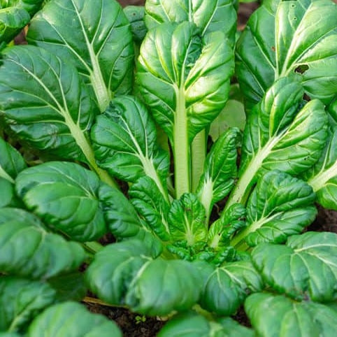 Tatsoi Cabbage organic seeds chinese heirloom seeds @sowdiverse