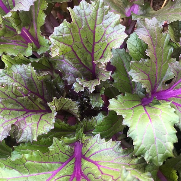 Vibrant Ultraviolet Mustard Greens organic Sow Diverse