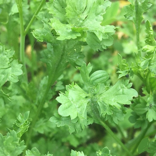 Wrinkled Crinkled Crumpled Cress seeds OSSI pledged @ sowdiverse.ie