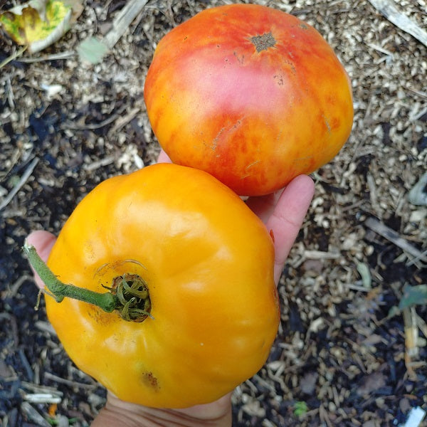 anawine tomato seeds @ sowdiverse.ie