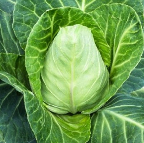 Bacalan from Rennes Savoy cabbage seeds