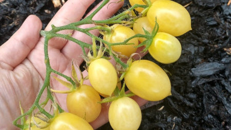 Barry's crazy Cherry tomato seeds @ sowdiverse.ie