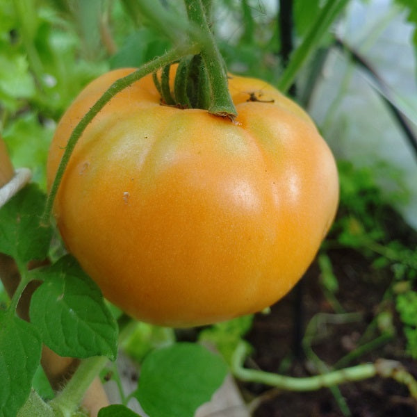 Big Spring Cherokee heirloom tomato seeds @ sowdiverse.ie