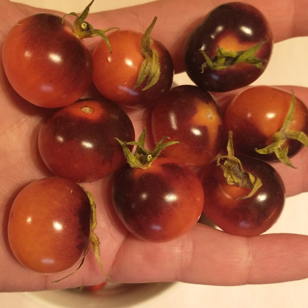 blue berries tomato seeds irish grown @ sowdiverse.ie