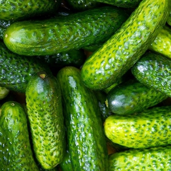 cornichon de bourbonne organic seeds @ sowdiverse.ie