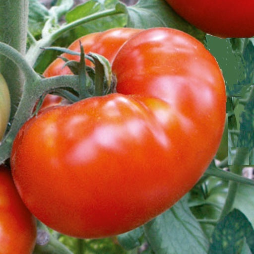 red brandywine tomato organic seeds heirloom @ sowdiverse.ie
