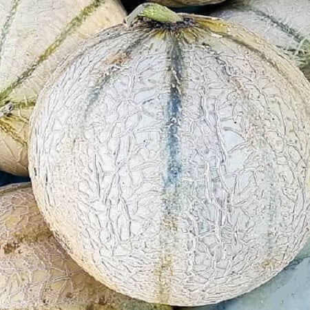 charentais cantaloupe melon organic seeds heirloom @ sowdiverse.ie