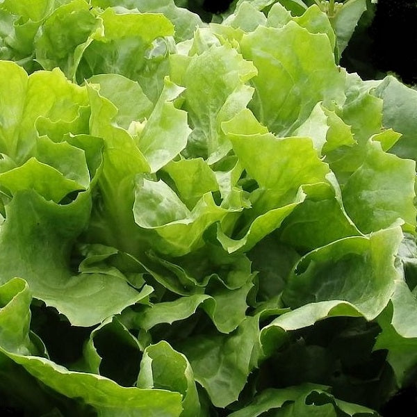 cornet de bordeaux escarole chicory seeds organic @ sowdiverse.ie