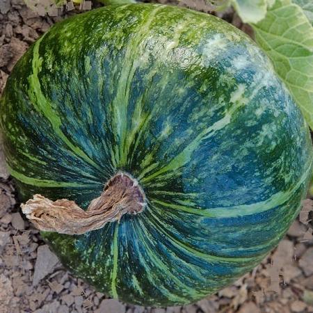 delica squash seeds heirloom organic