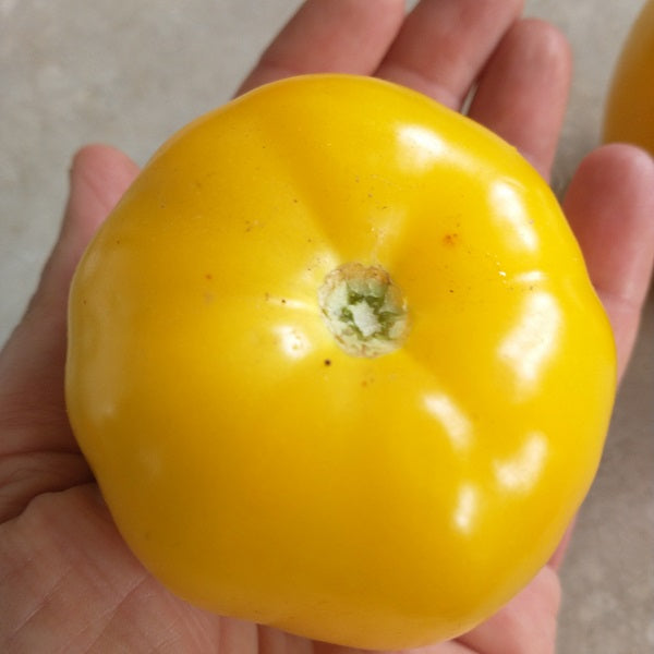 djena lee golden girl heirloom seeds @ sowdiverse.ie