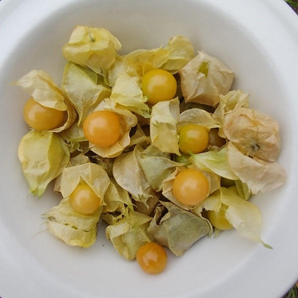 Drott's yellow physalis seeds heirloom ground cherry @ sowdiverse.ie