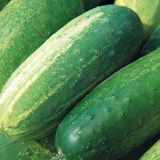 early russian pickling cucumber seeds organic heirloom @ sowdiverse.ie