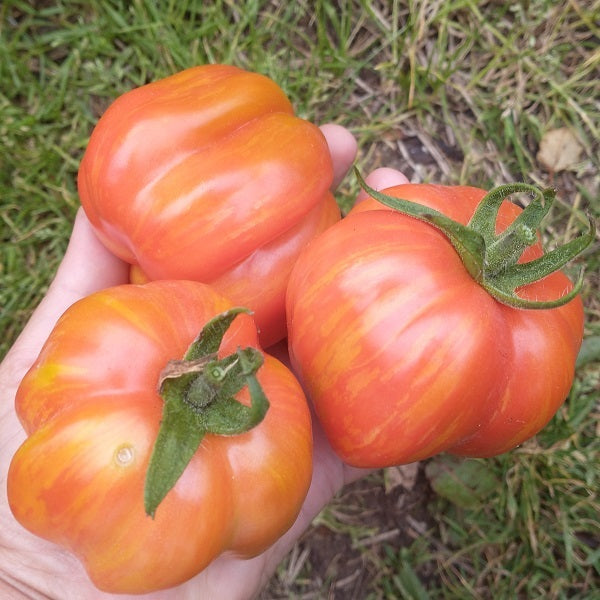 gogoshari striped tomato seeds heirloom seeds @ sowdiverse.ie