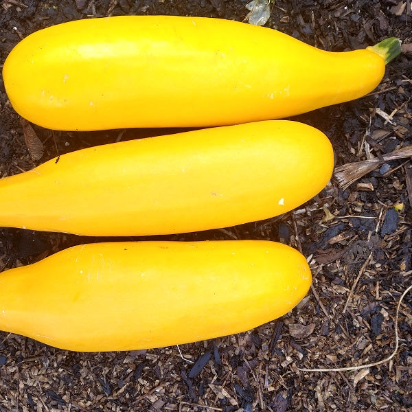 courgette Gold rush seeds organic seeds @sowdiverse.ie
