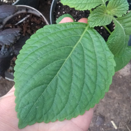 close up of green shiso plant- shiso seeds @ Sowdiverse.ie