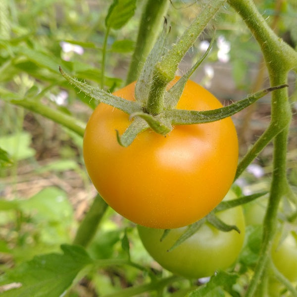 Jaune Flammee Tomato Irish grown