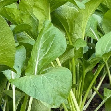 Jung Green Chinese cabbage Heirloom
