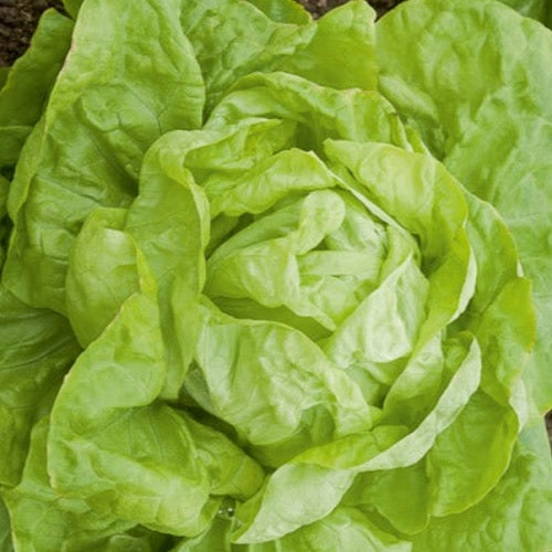 lettuce Val d'orge heirloom organic seeds @ sowdiverse.ie