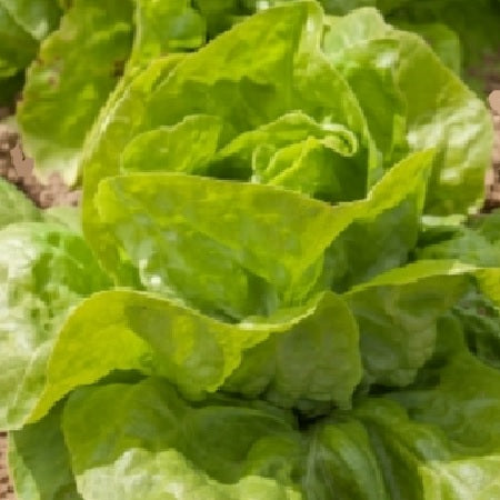 lettuce grosse blonde paresseuse organic heirloom seeds @ sowdiverse.ie
