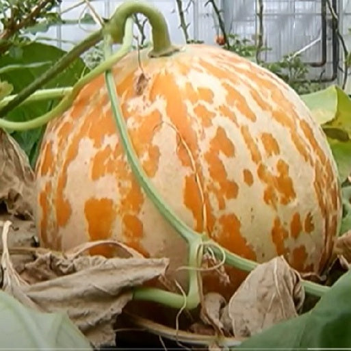 Luneville cantaloup melon seeds heirloom @ sowdiverse.ie