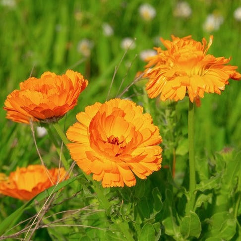 calendula officinalis Pot Marigold organic @sowdiverse.ie