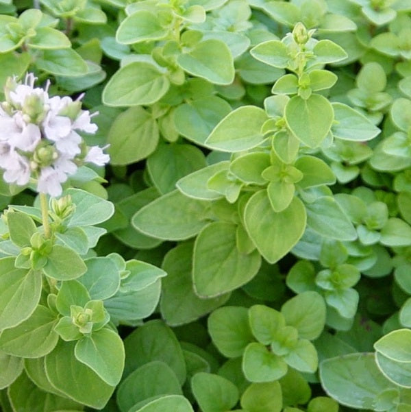 Sweet marjoram organic seeds majorana hortensis @ sowdiverse