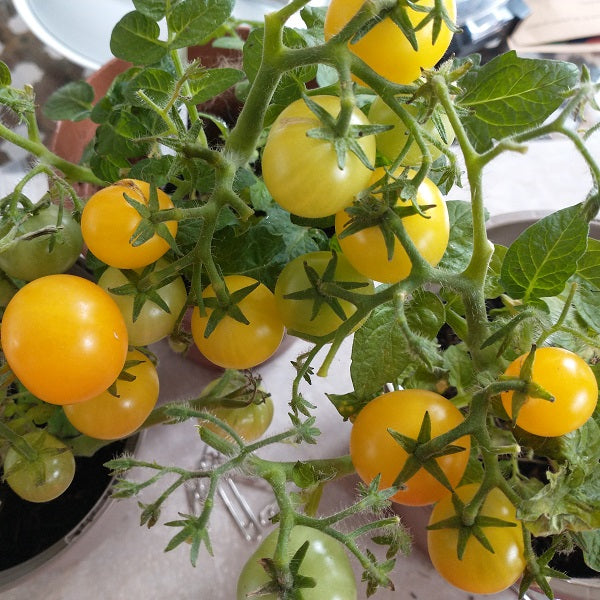 micro dwarf orange tomato seeds @ sowdiverse.ie