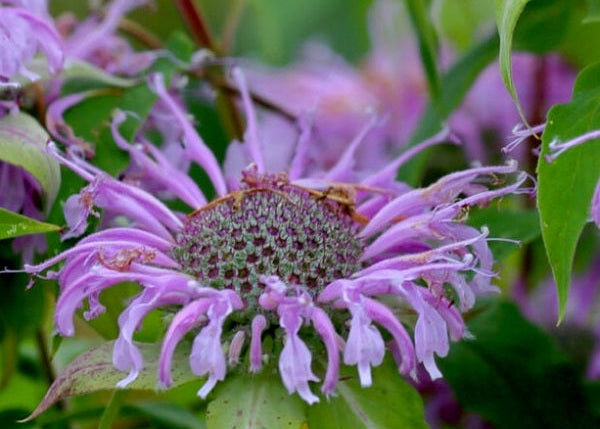 Monarda fistulosa seeds organic medicinal plant @ sowdiverse.ie