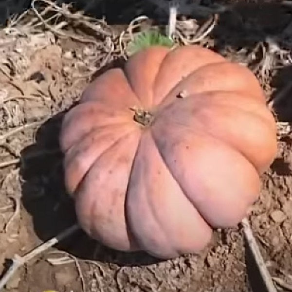 musquee de provence pumpkin seeds heirloom @ sowdiverse.ie