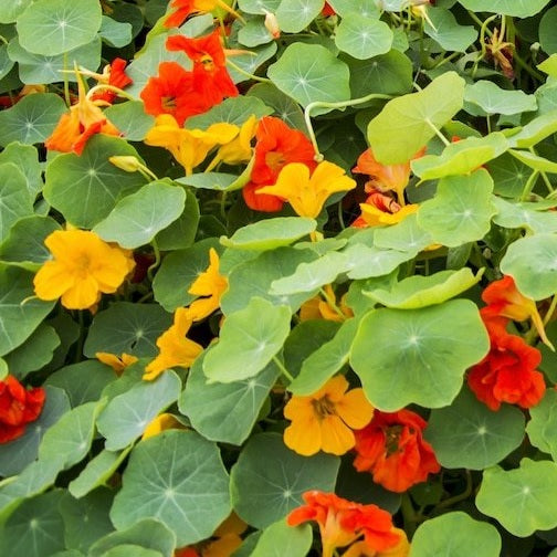 nasturtium mix seeds organic @ sowdiverse.ie