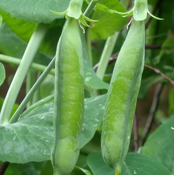 Kelvedon wonder pea seeds heirloom @ sowdiverse.ie