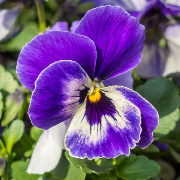 pansies viola tricolor hortensis seeds organic @ sowdiverse.ie